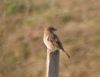 Tree Sparrow at Fleet Head (Don Petrie) (25922 bytes)
