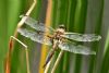 Four-spotted Chaser at Bowers Marsh (RSPB) (Graham Oakes) (61469 bytes)