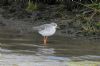 Spotted Redshank at Tewke's Creek (Richard Howard) (84020 bytes)