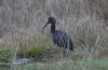 Glossy Ibis at Wat Tyler Country Park (Tim Bourne) (62498 bytes)