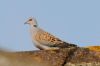 Turtle Dove at Canewdon (Richard Howard) (41413 bytes)
