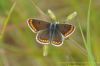 Brown Argus at Canvey Wick (Richard Howard) (78074 bytes)