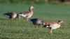 Egyptian Goose at Bowers Marsh (RSPB) (Vince Kinsler) (56335 bytes)