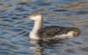 Black-throated Diver at Gunners Park (Jeff Delve) (122015 bytes)