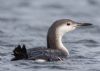 Black-throated Diver at Gunners Park (Andrew Armstrong) (46593 bytes)