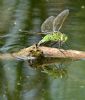 Emperor Dragonfly at Bowers Marsh (RSPB) (Graham Oakes) (82467 bytes)