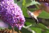 Butterflies and Moths at Benfleet Downs (Mike Bailey) (67204 bytes)