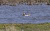Garganey at West Canvey Marsh (RSPB) (Jeff Delve) (58196 bytes)