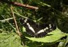 White Admiral at Belfairs Great Wood (Vince Kinsler) (87122 bytes)