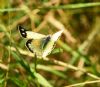 Clouded Yellow at Bowers Marsh (RSPB) (Graham Oakes) (73588 bytes)