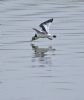 Little Gull at Bowers Marsh (RSPB) (Graham Oakes) (55286 bytes)