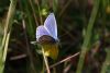 Common Blue at Canvey Wick (Mike Bailey) (44913 bytes)