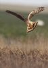 Hen Harrier at Wallasea Island (RSPB) (Jeff Delve) (47994 bytes)