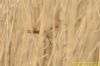 Bearded Tit at Vange Marsh (RSPB) (Richard Howard) (71247 bytes)