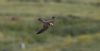 Red-footed Falcon at Bowers Marsh (RSPB) (Gordon Appleton) (17629 bytes)