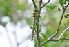 Southern Hawker at West Canvey Marsh (RSPB) (Graham Oakes) (65661 bytes)