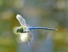 Emperor Dragonfly at Vange Marsh (RSPB) (Graham Oakes) (34786 bytes)