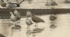 Glaucous Gull at Bowers Marsh (RSPB) (Steve Arlow) (53738 bytes)