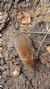 Bank Vole at South Fambridge (Paul Baker) (151057 bytes)