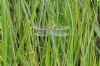 Emperor Dragonfly at Benfleet Downs (Richard Howard) (94899 bytes)