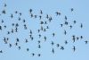Black-tailed Godwit at Bowers Marsh (RSPB) (Steve Arlow) (76818 bytes)