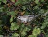 Barred Warbler at Gunners Park (Jeff Delve) (94398 bytes)