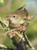 Grasshopper Warbler at Bowers Marsh (RSPB) (Graham Oakes) (59003 bytes)