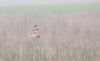 Short-eared Owl at Wallasea Island (RSPB) (Andrew Armstrong) (26582 bytes)