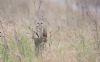 Short-eared Owl at Wallasea Island (RSPB) (Andrew Armstrong) (53358 bytes)