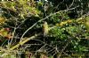 Green Woodpecker at Gunners Park (Richard Howard) (148431 bytes)