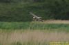 Red-footed Falcon at Vange Marsh (RSPB) (Richard Howard) (67410 bytes)