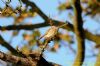 Spotted Flycatcher at Gunners Park (Richard Howard) (99247 bytes)