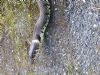 Grass Snake at West Canvey Marsh (RSPB) (Vince Kinsler) (136798 bytes)