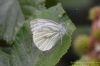 Green-veined White at Hadleigh Downs (Richard Howard) (59693 bytes)
