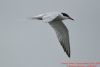 Common Tern at Canvey Point (Richard Howard) (21741 bytes)