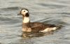 Long-tailed Duck at Gunners Park (Steve Arlow) (100987 bytes)