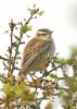 Sedge Warbler at Bowers Marsh (RSPB) (Graham Oakes) (85246 bytes)