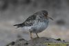 Purple Sandpiper at Canvey Point (Richard Howard) (47074 bytes)