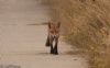 Red Fox at Wallasea Island (RSPB) (Jeff Delve) (53533 bytes)