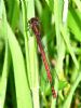 Large Red Damselfly at Bowers Marsh (RSPB) (Graham Oakes) (72336 bytes)