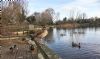 Egyptian Goose at Shoeburyness Park (Steve Arlow) (108797 bytes)