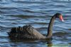 Black Swan at Gunners Park (Richard Howard) (125088 bytes)