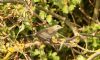 Garden Warbler at Gunners Park (Steve Arlow) (89537 bytes)