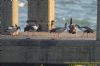 Egyptian Goose at Gunners Park (Richard Howard) (82966 bytes)