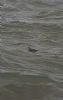 Grey Phalarope at Canvey Seafront (Neil Chambers) (68208 bytes)