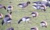Pale-bellied Brent Goose at South Fambridge (Paul Baker) (109321 bytes)
