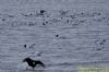Mediterranean Gull at Bowers Marsh (RSPB) (Richard Howard) (106899 bytes)