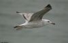 Caspian Gull at Southend Pier (Max Hellicar) (22785 bytes)