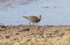 Pectoral Sandpiper at Lower Raypits (Jeff Delve) (65302 bytes)