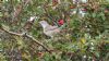 Barred Warbler at Gunners Park (Steve Arlow) (92487 bytes)